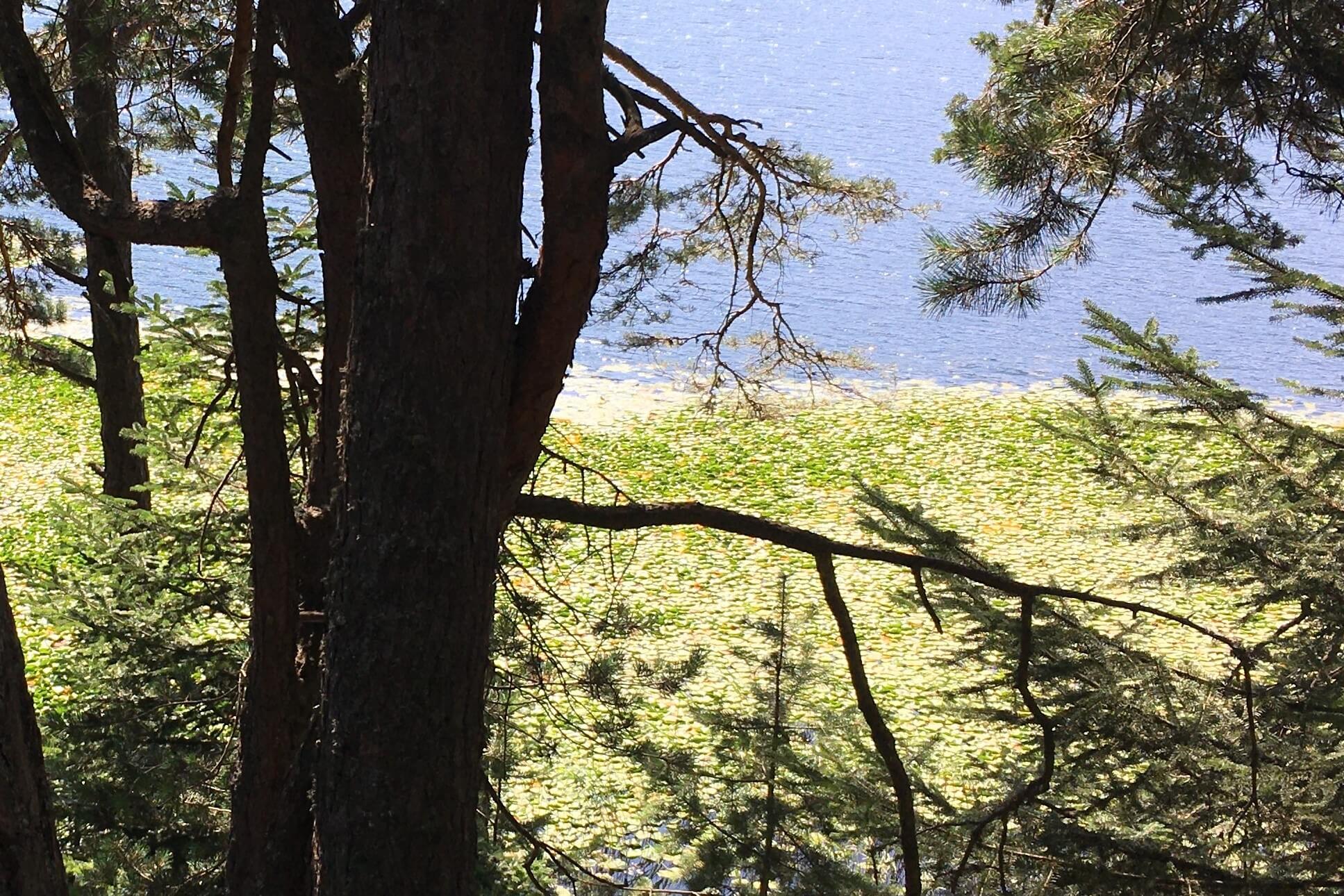 trees and a lake with green lily pads