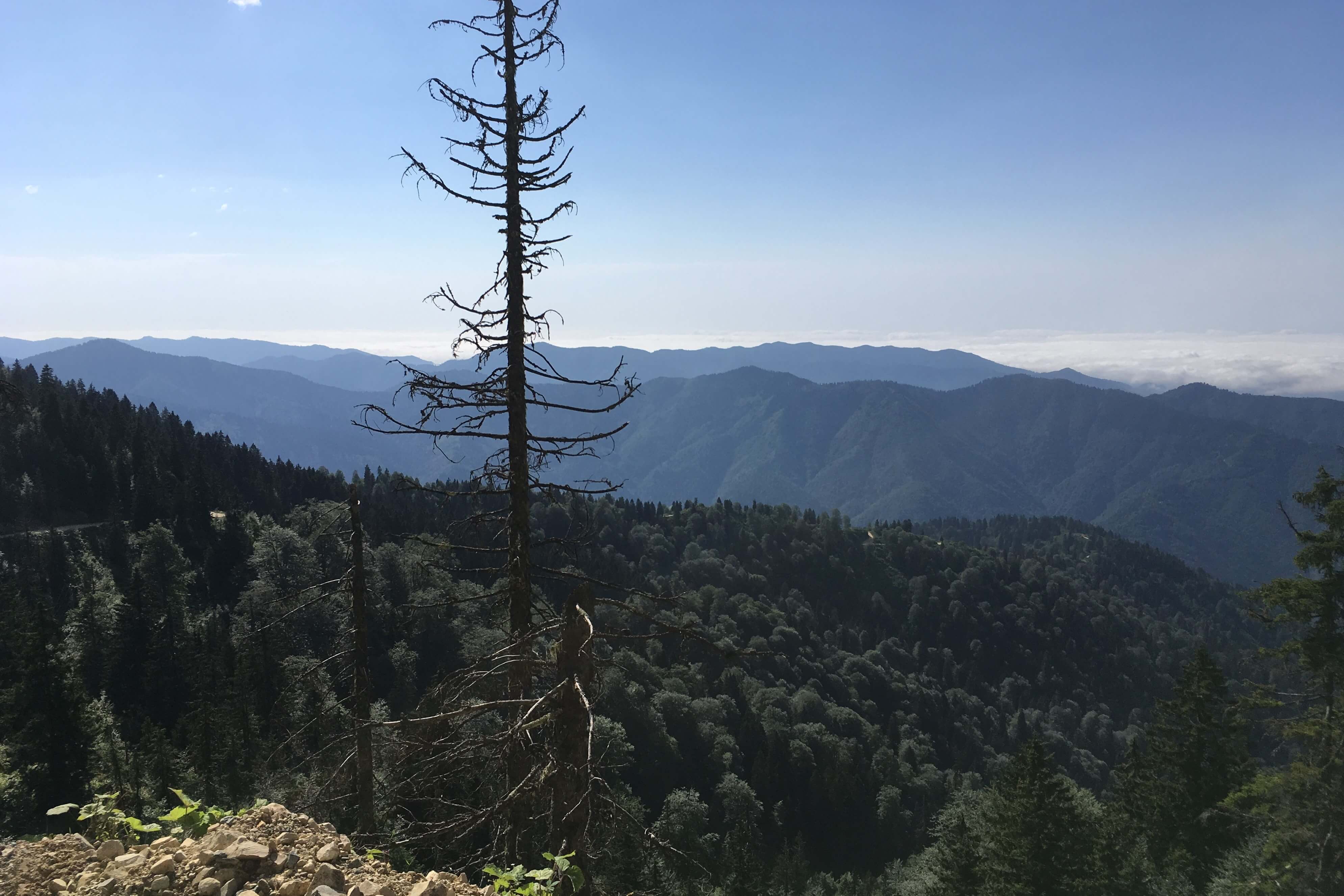 a lone tree with mountains in the background