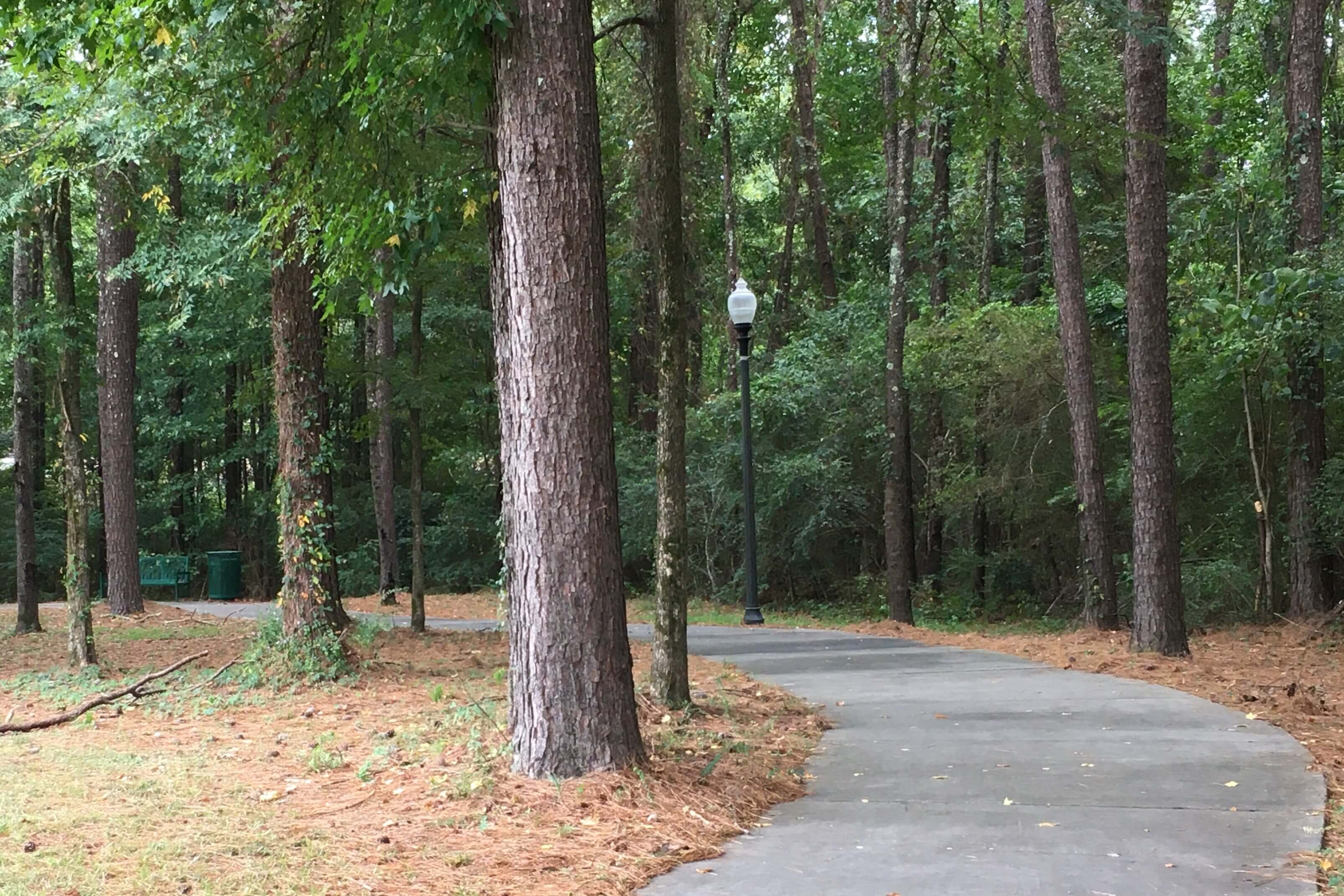 a quiet forest path